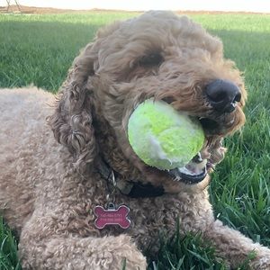 Meet your Posher, Mandi